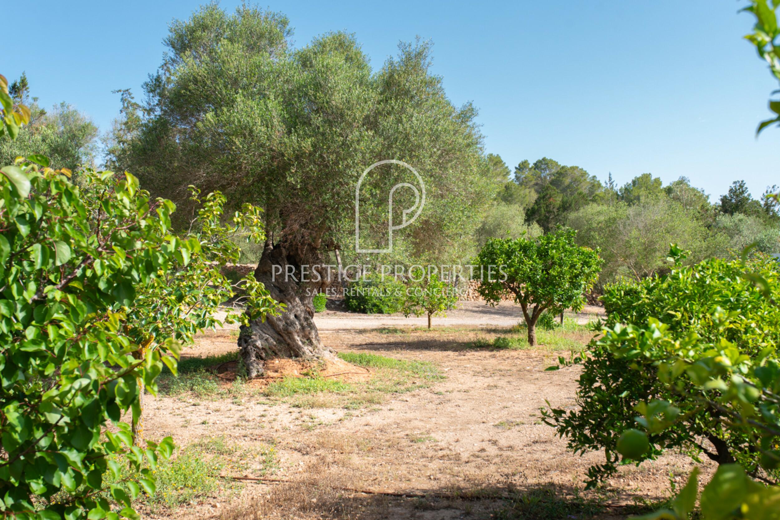 Finca in Benimussa (San Antonio)