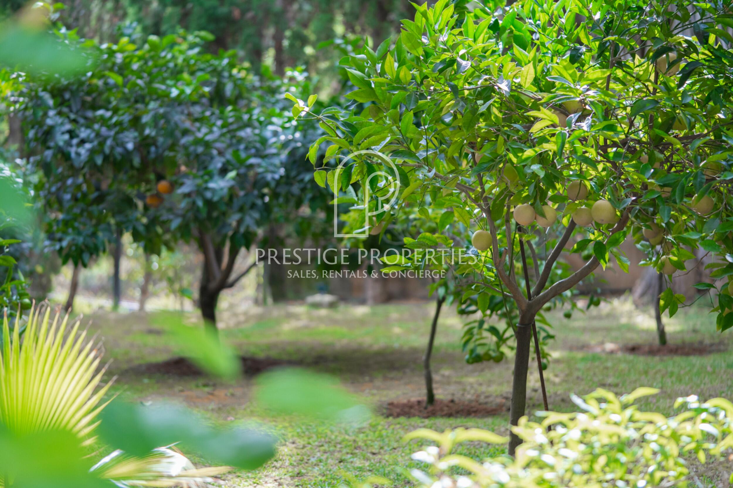 Finca in San Lorenzo de Balafia