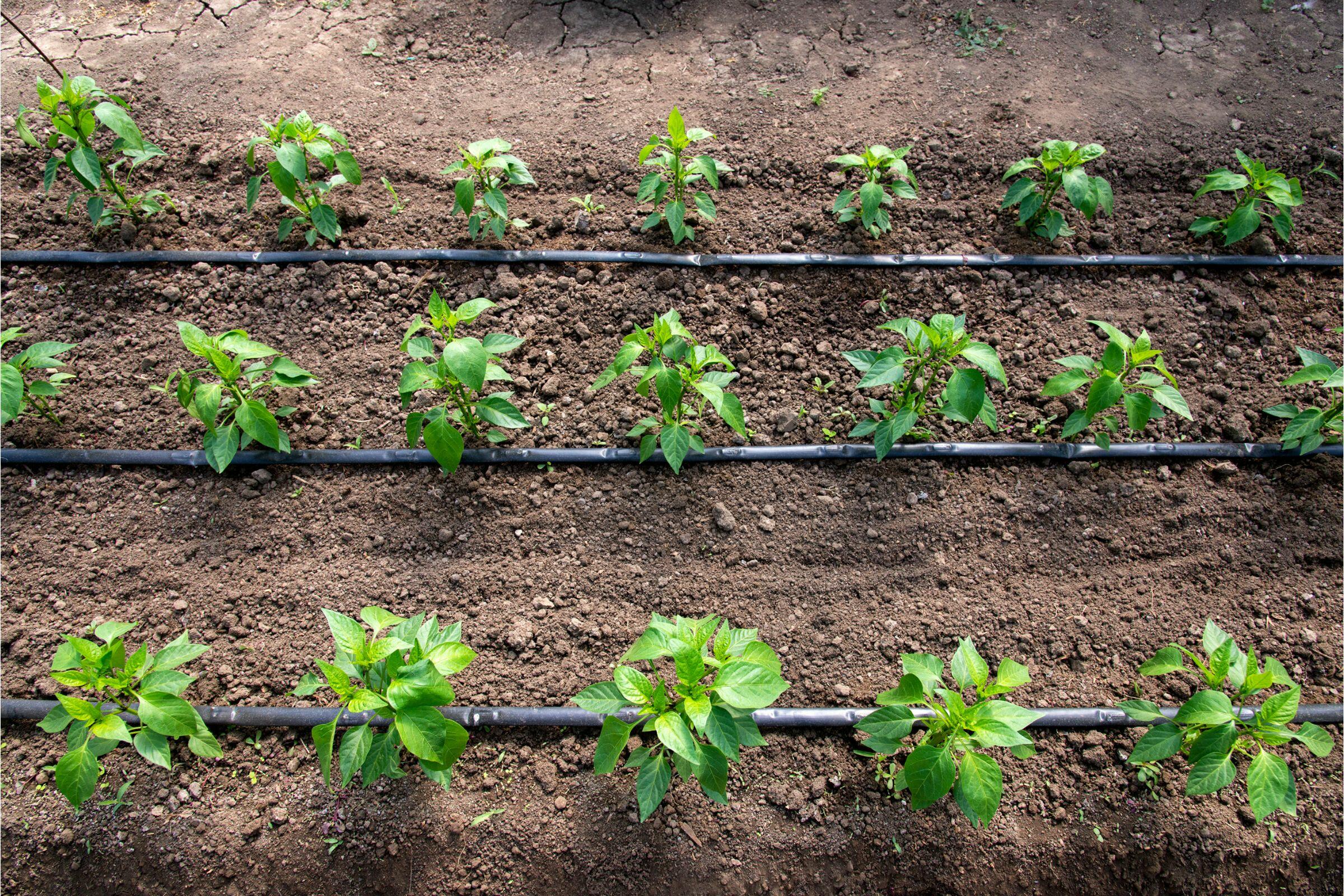 How Can Mediterranean Landscaping Help Save Water How Can Mediterranean Landscaping Help Save Water?