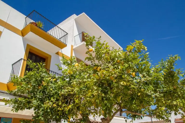 Living in Ibiza: Life in Santa Gertrudis