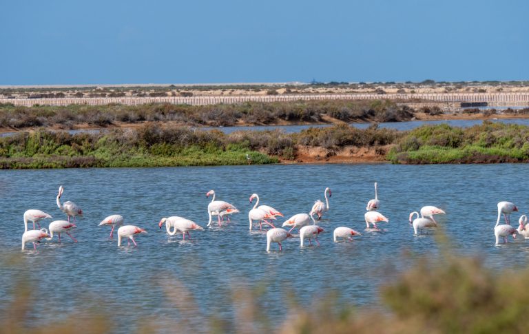 Parque Natural de Ses Salinas