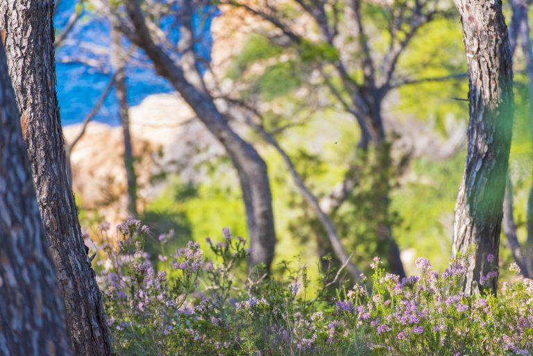 Supporting Reforestation in Ibiza: Prestige Properties Ongoing Commitment